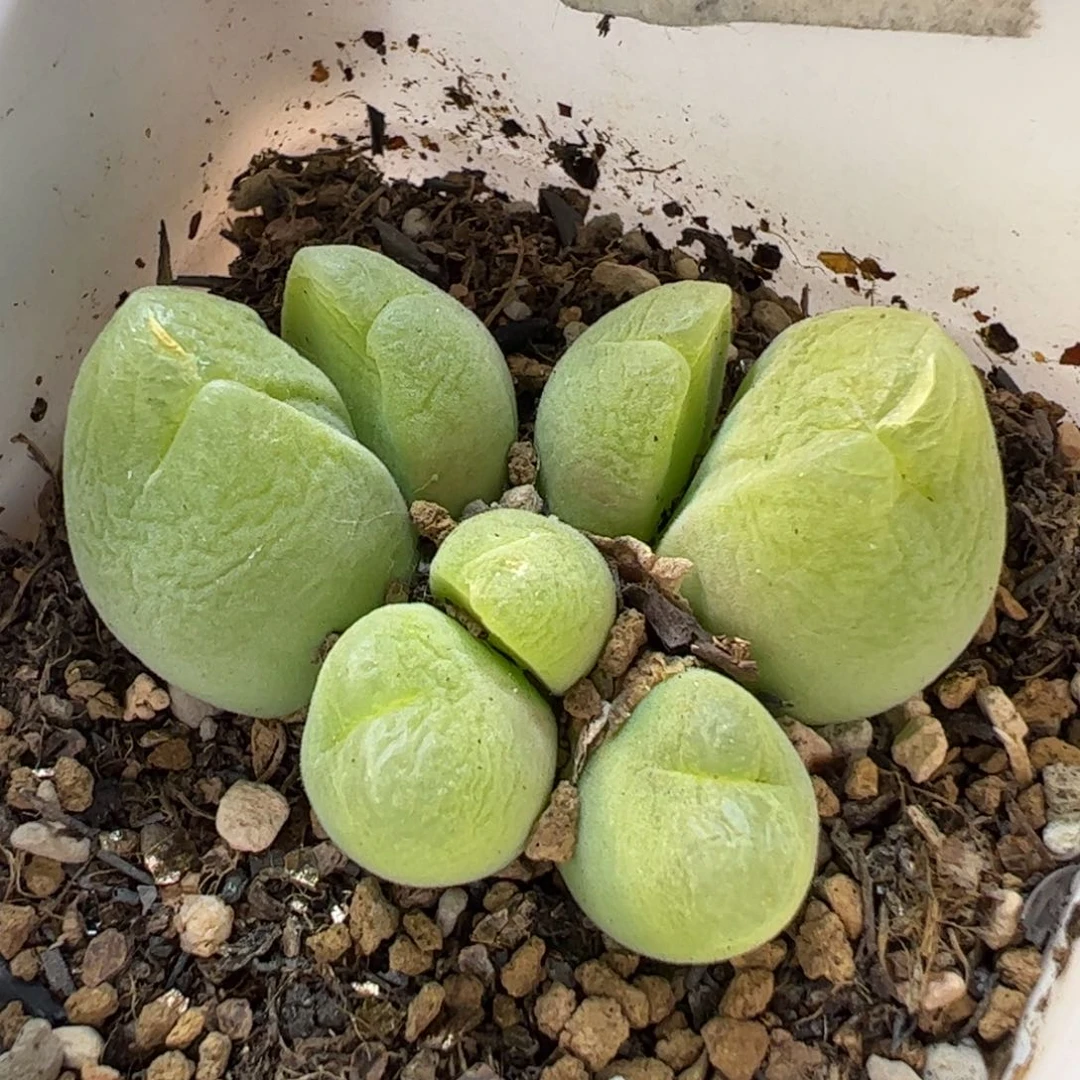 190193多肉植物百科