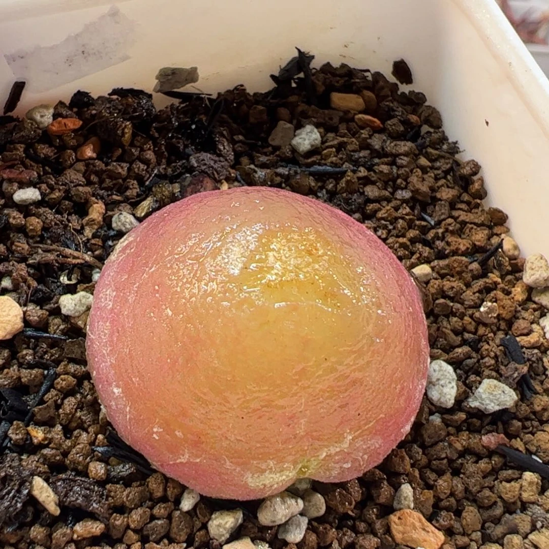 170202多肉植物百科