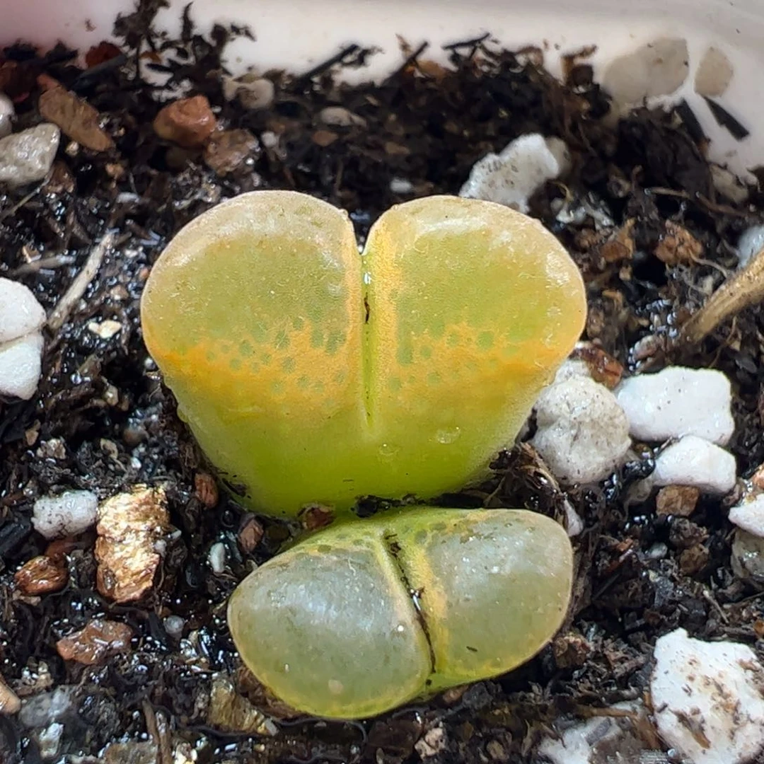 27047多肉植物百科