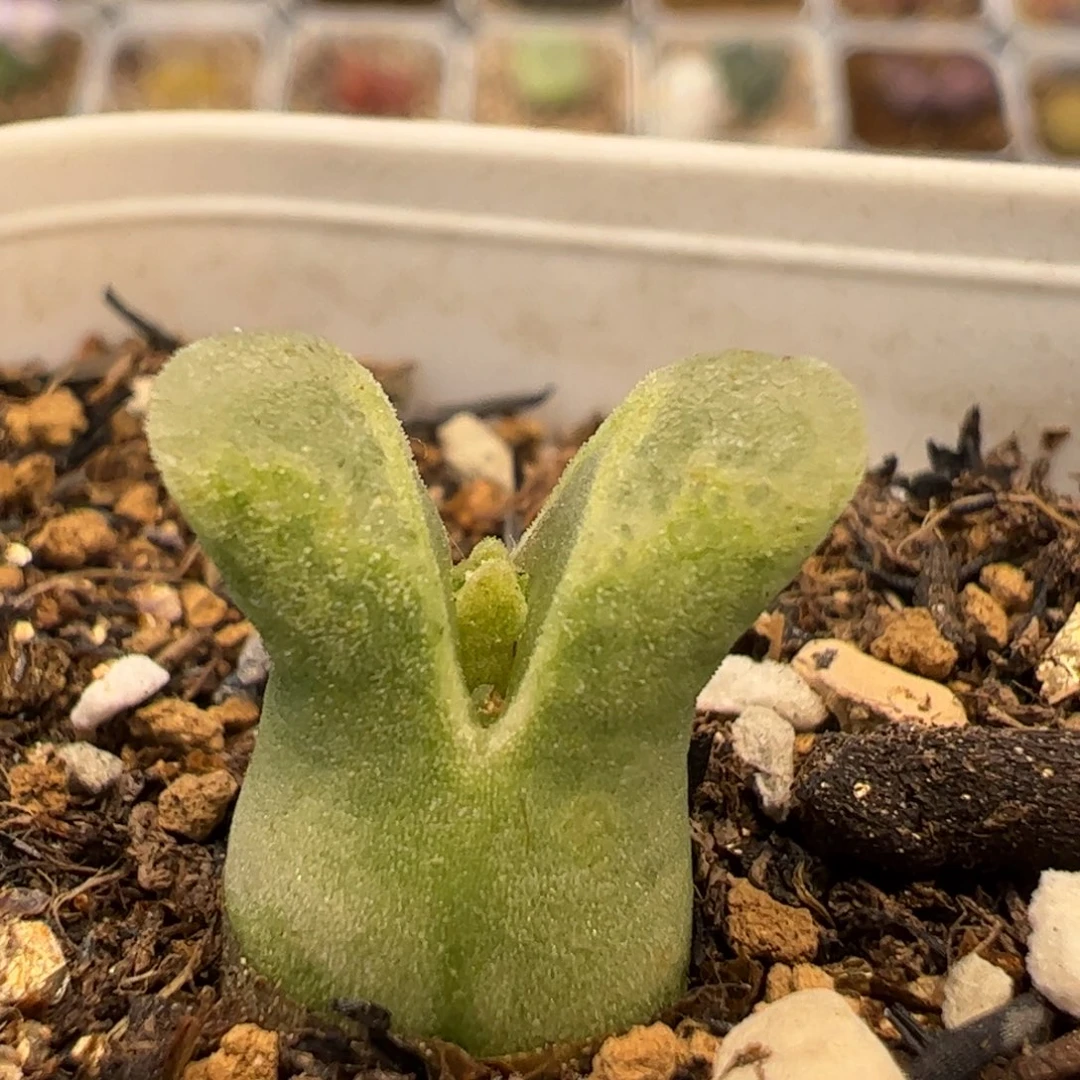 161多肉植物百科知识