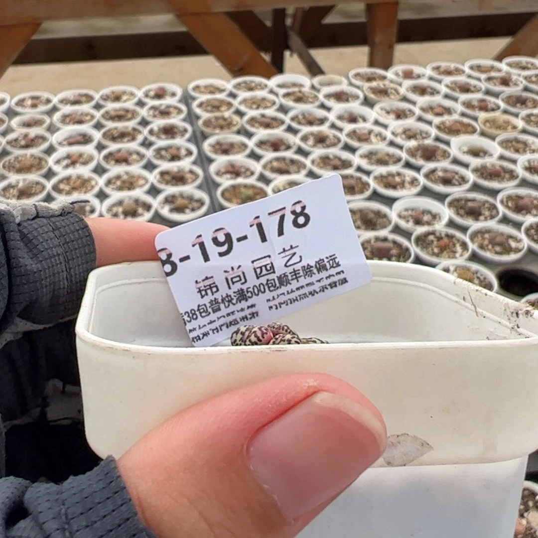 დ****190178多肉植物百科