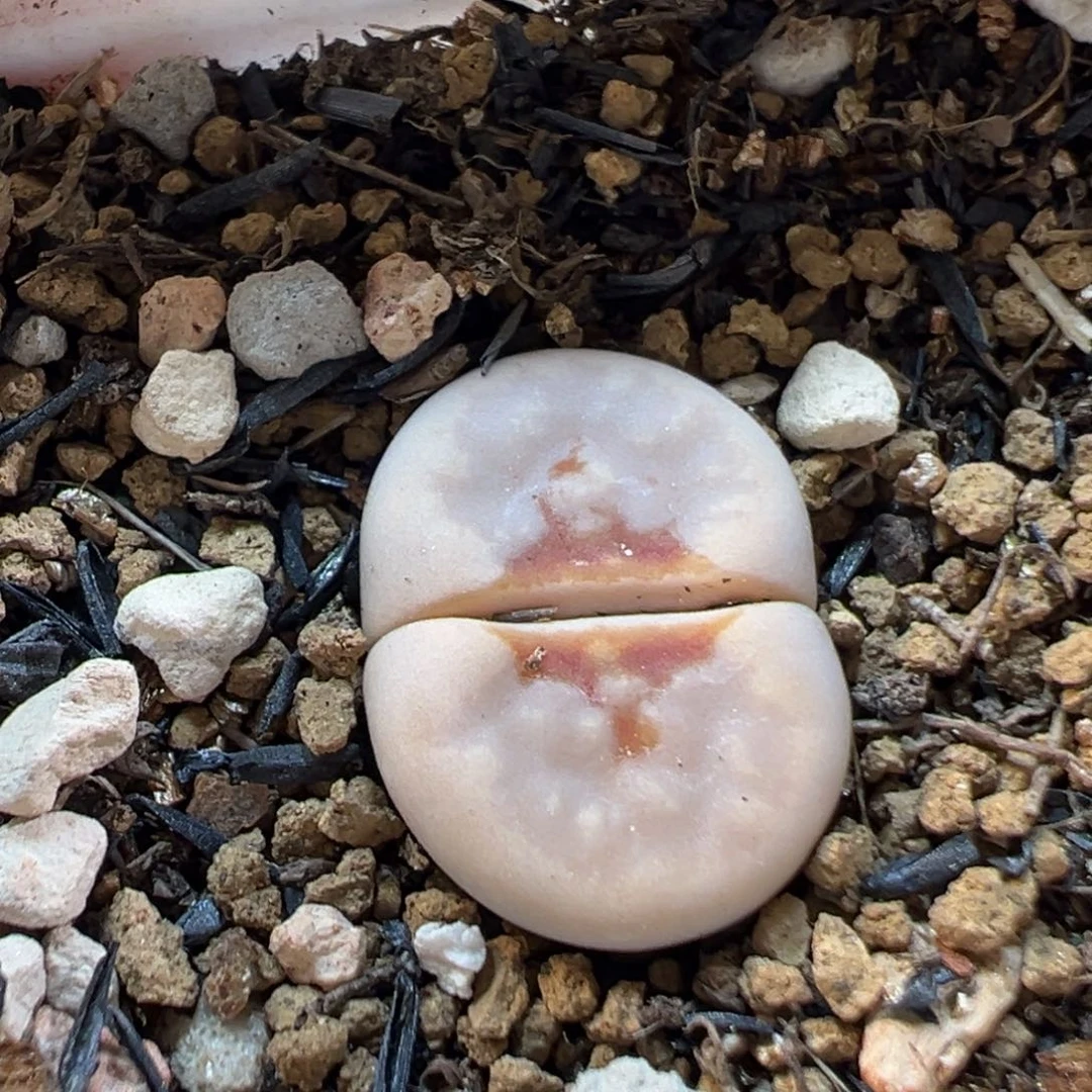 24095多肉植物种类