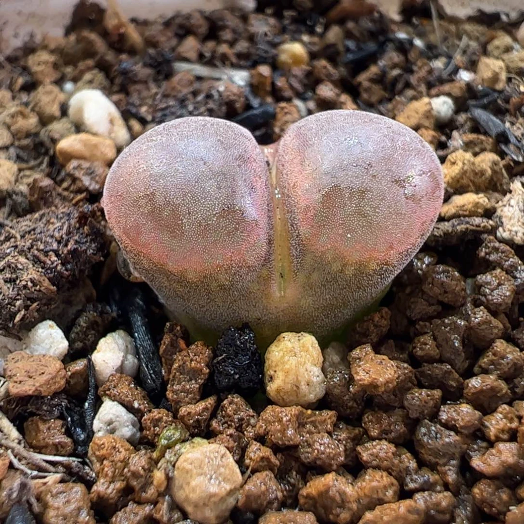 190201多肉植物百科