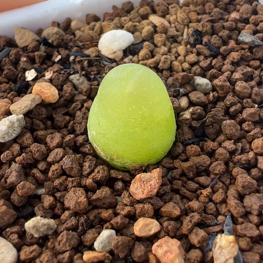 11082多肉植物百科