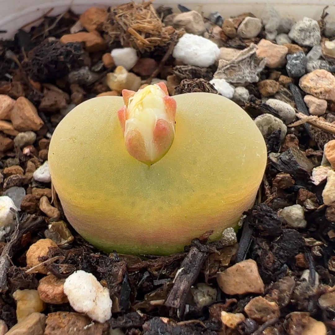 250142多肉植物百科