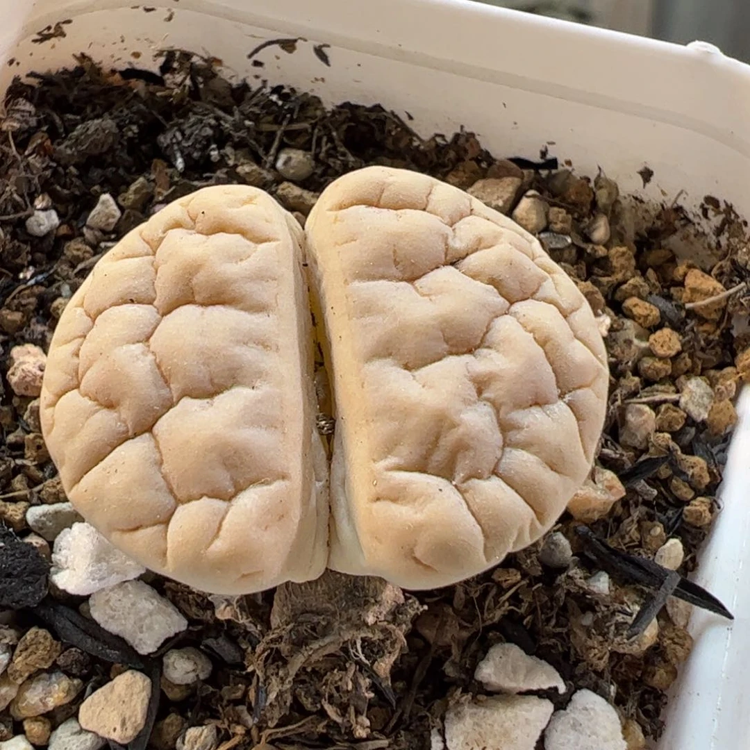 18080多肉植物百科