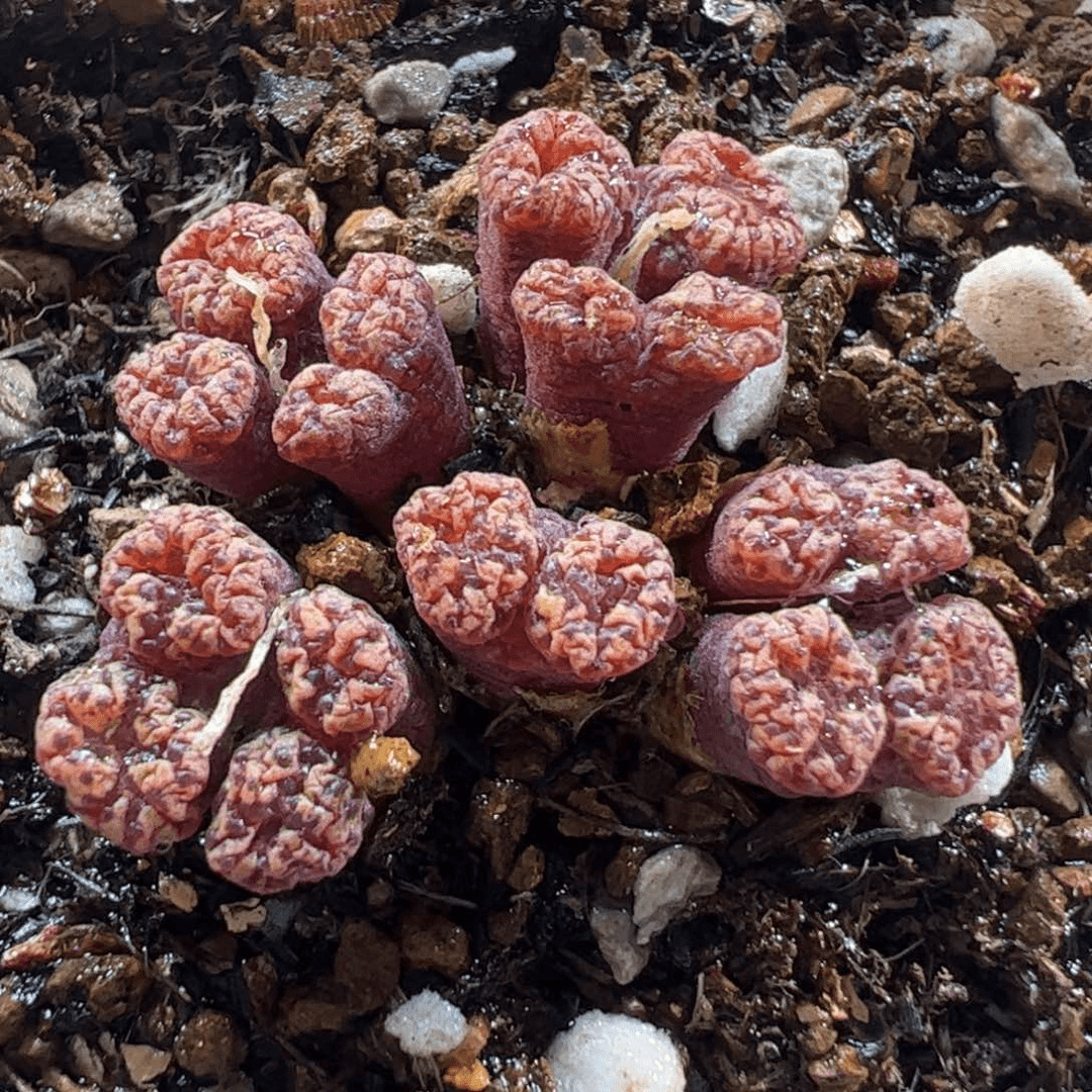 180164多肉植物百科