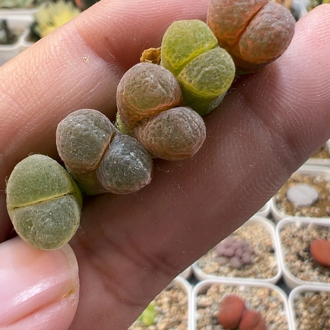 24058多肉植物种类