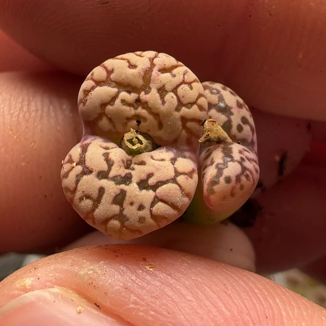 17067多肉植物百科