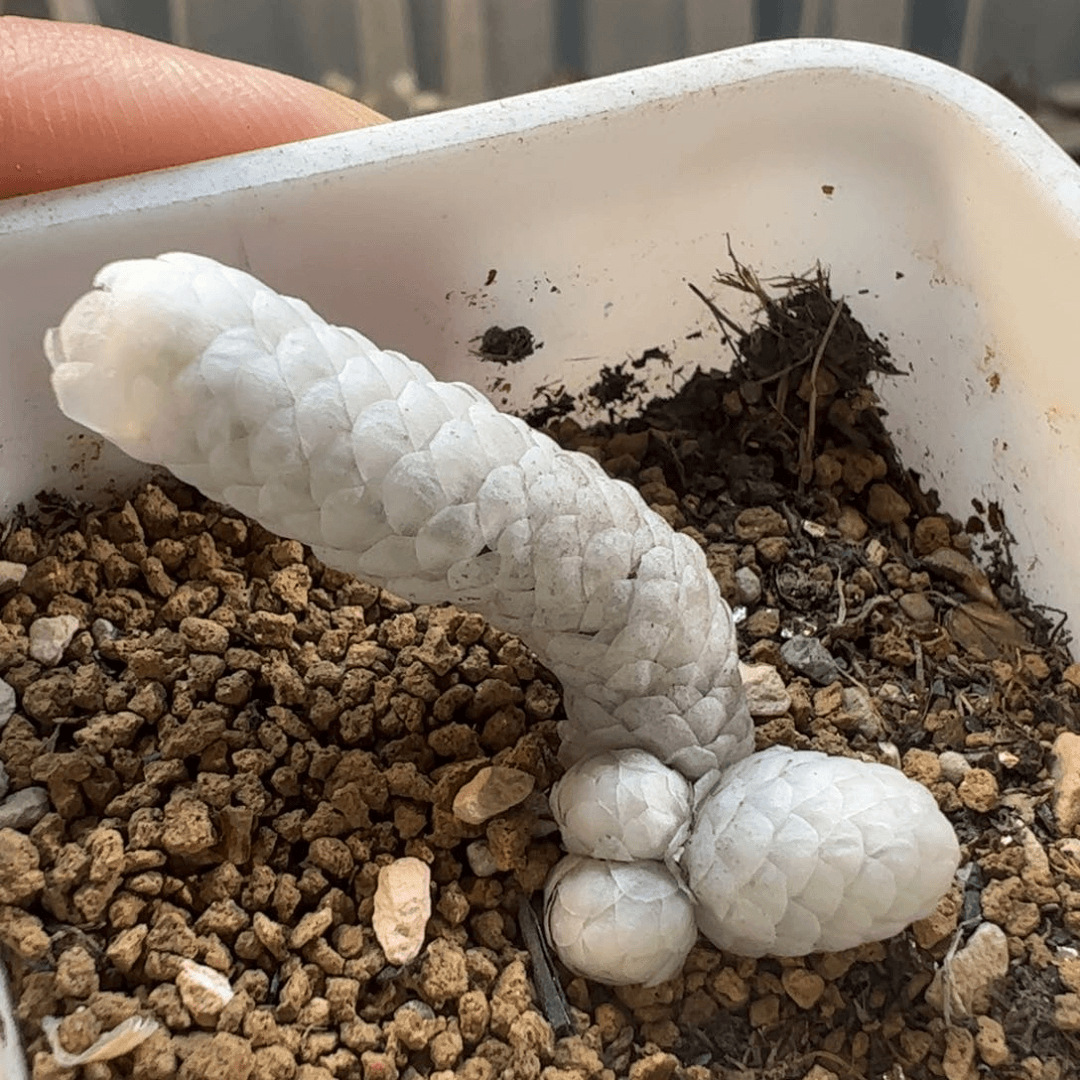 515多肉植物百科