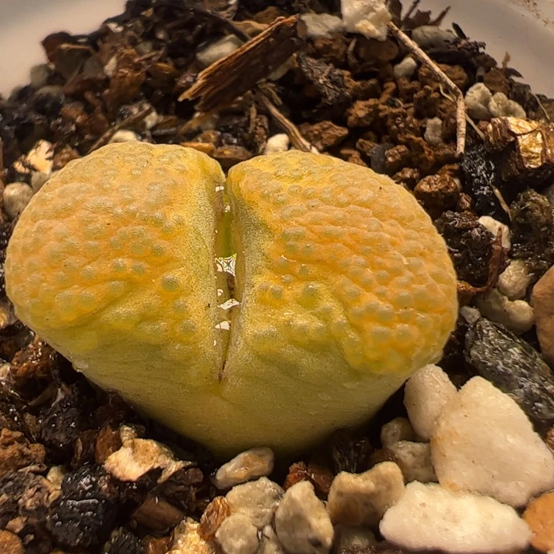 31多肉植物百科多肉
