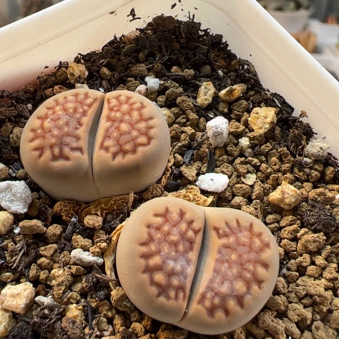 26092多肉植物百科