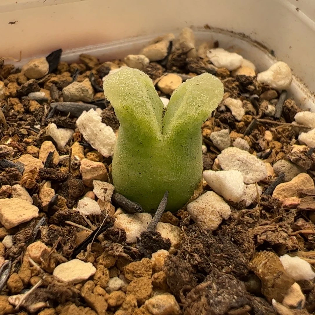 16046多肉植物百科