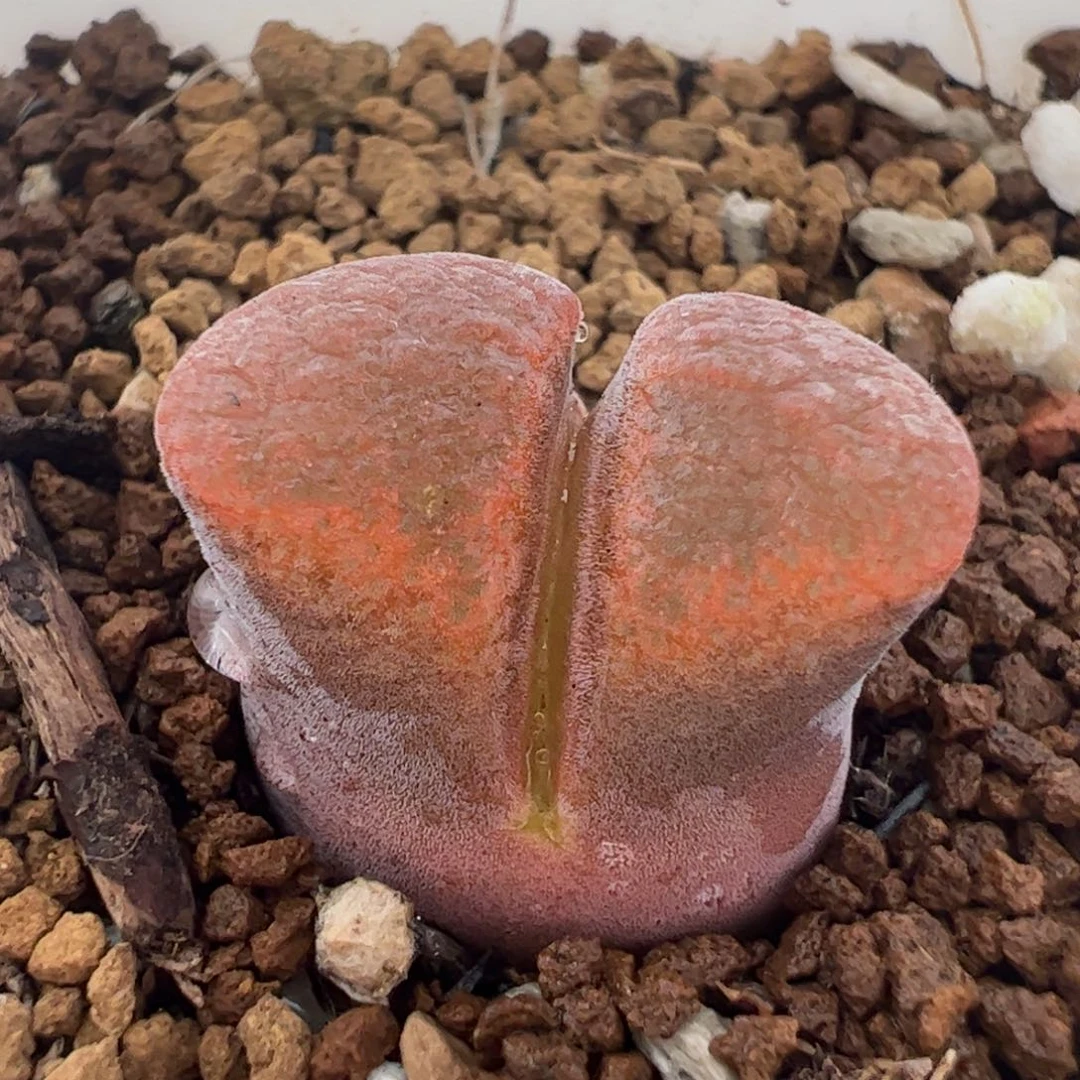 148多肉植物百科