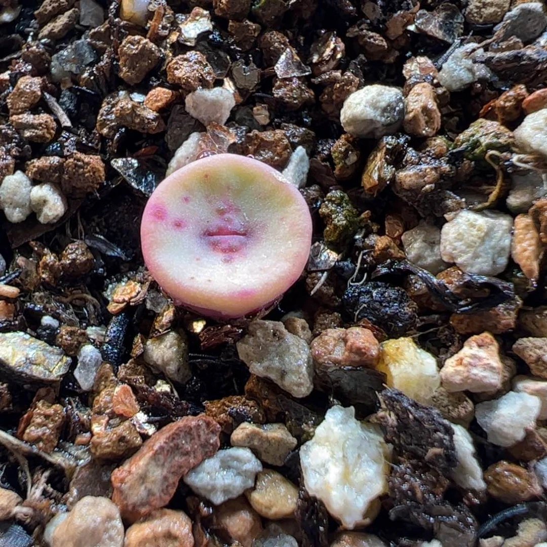 300181多肉植物百科