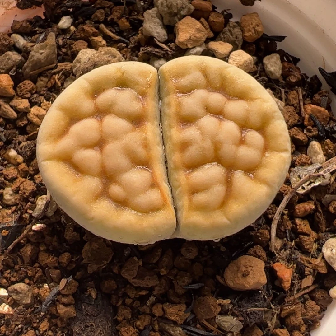06033多肉植物百科