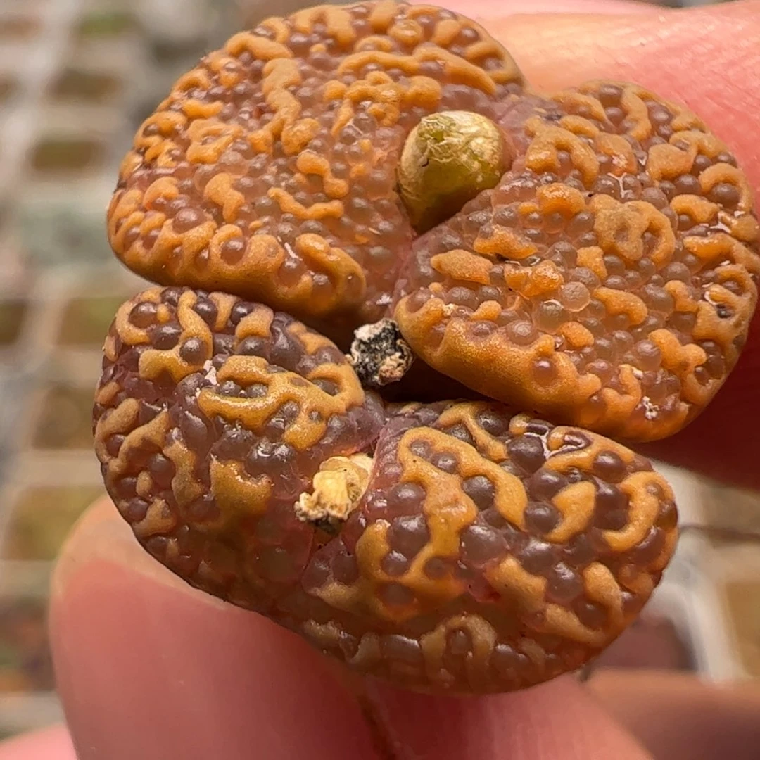 全窗泡泡多肉植物百科