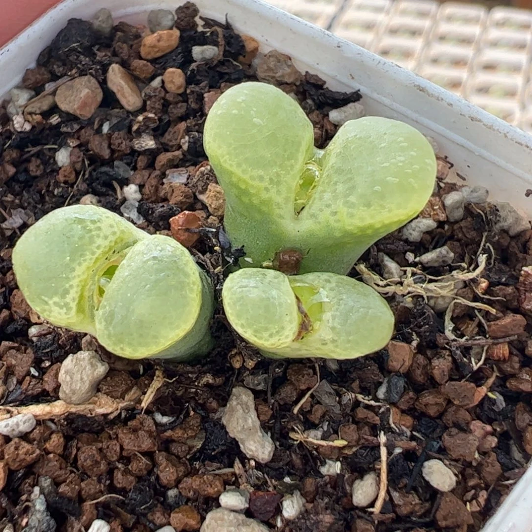 250315多肉植物百科
