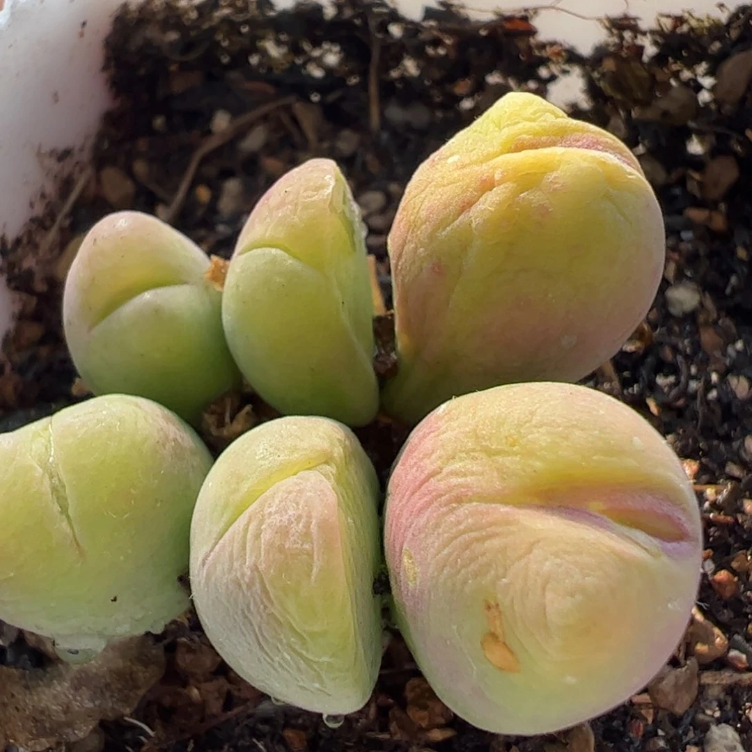 366多肉植物百科