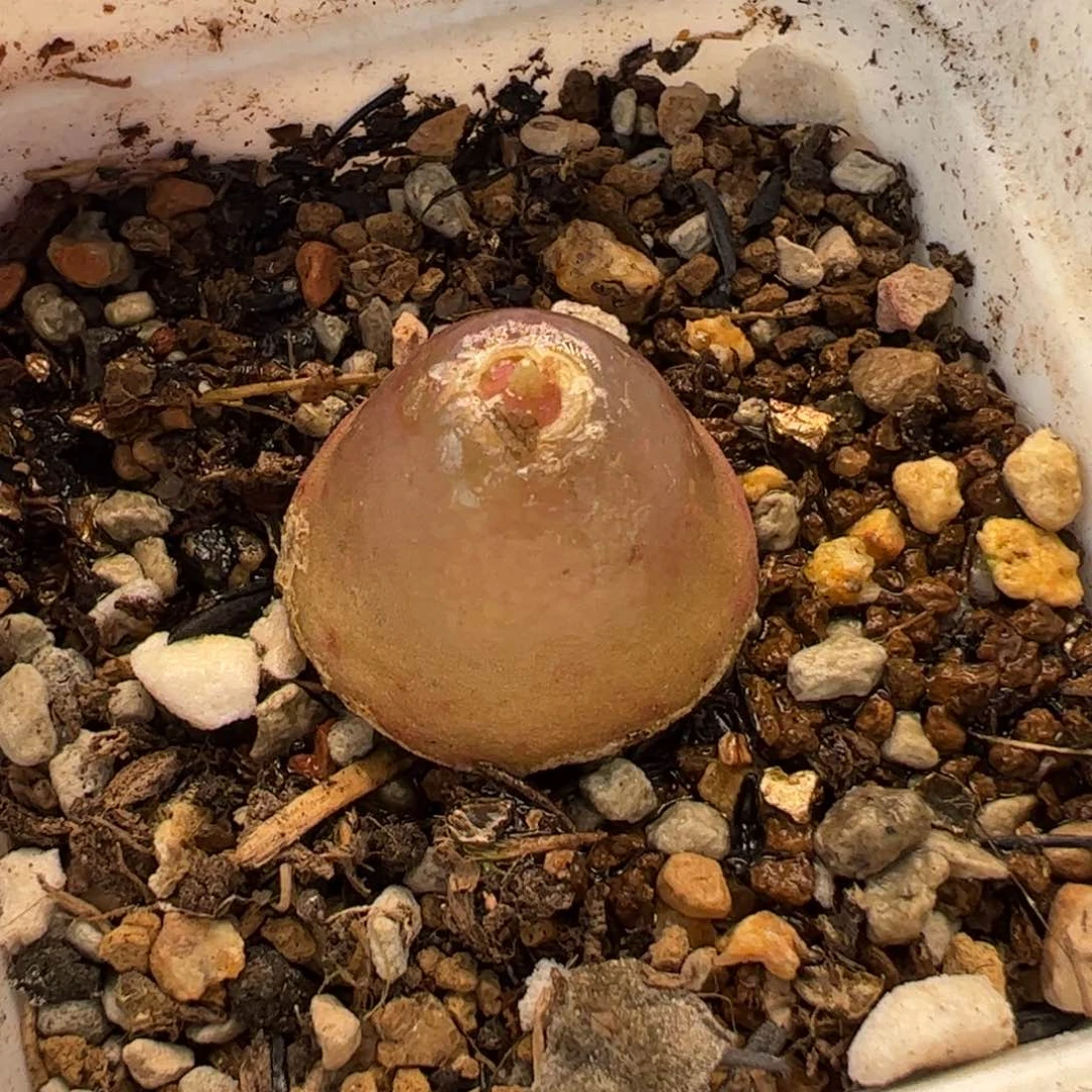 25067多肉植物百科