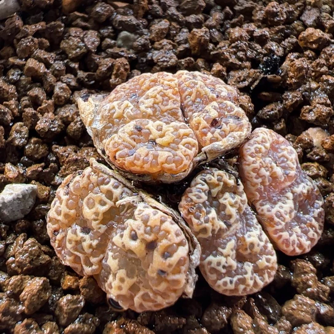 16084多肉植物百科