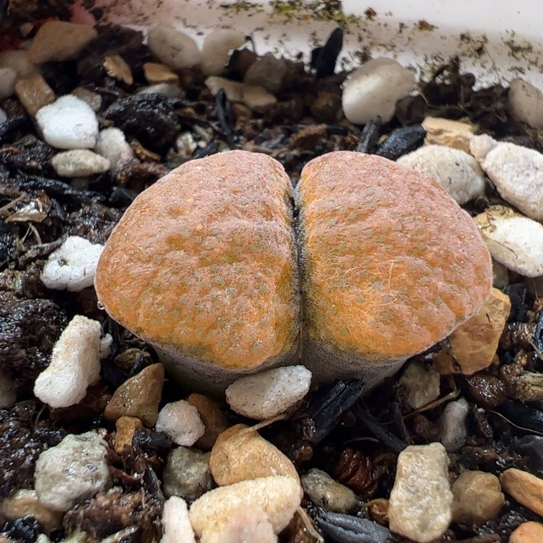 26057多肉植物百科