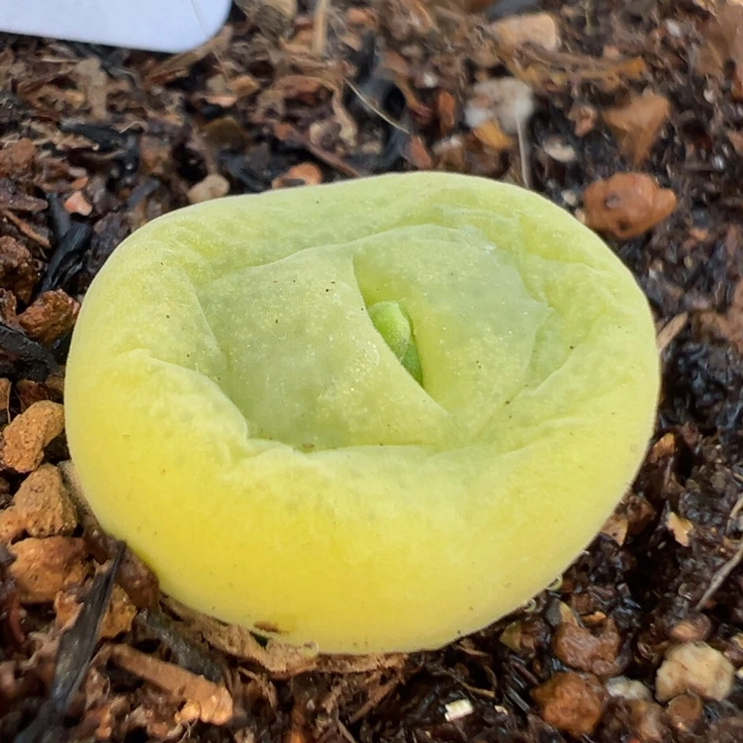 192多肉植物种类
