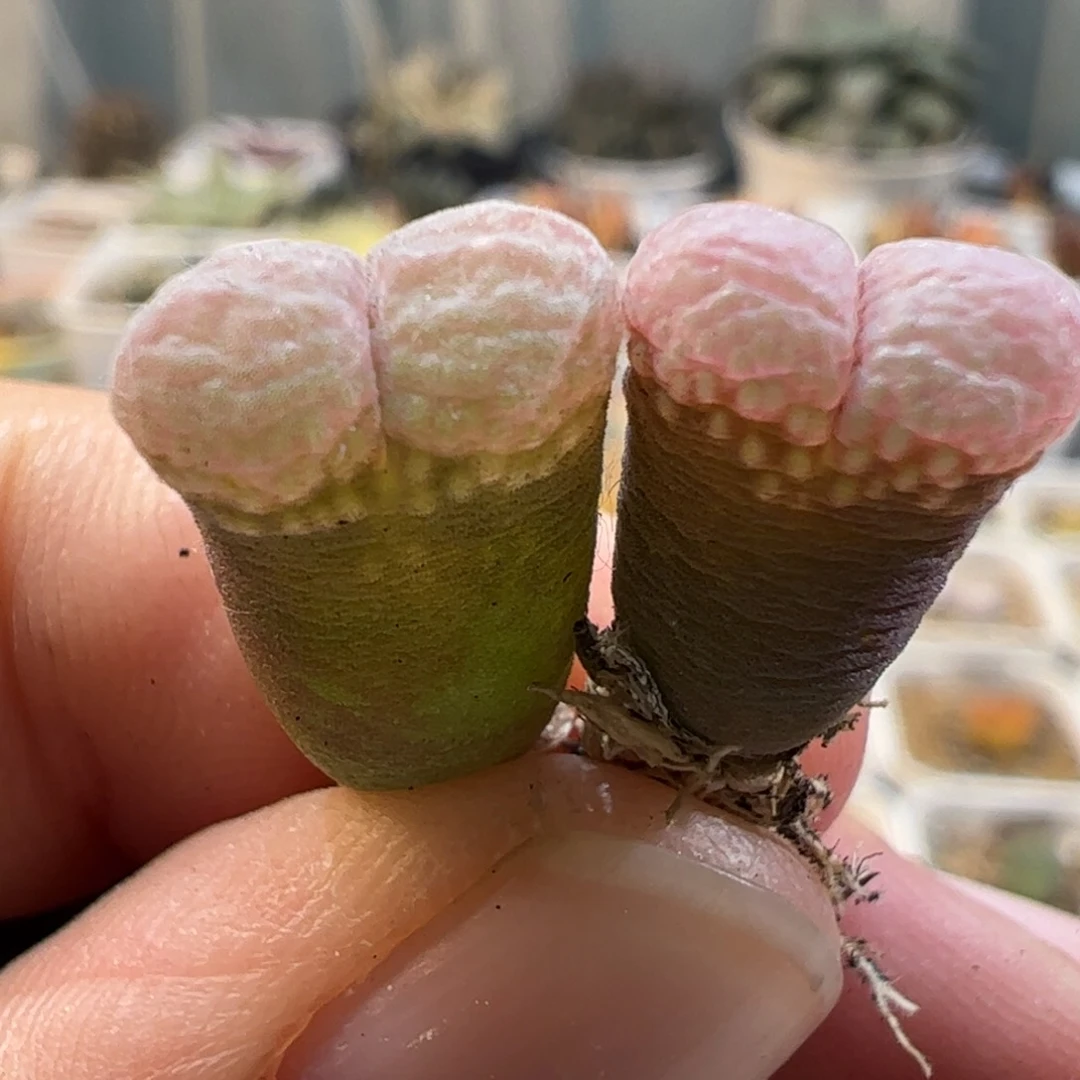160190多肉植物百科