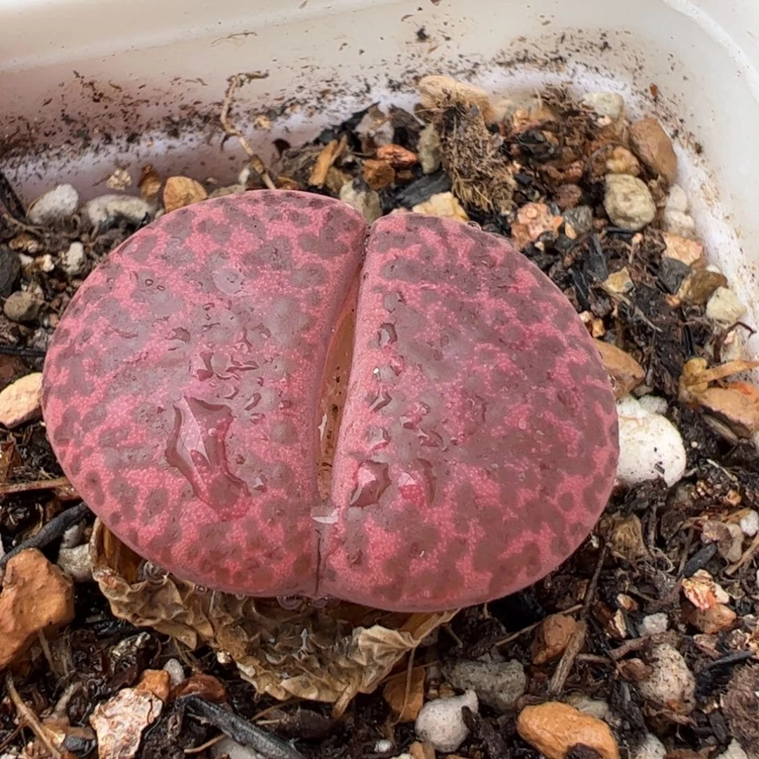 428多肉植物百科