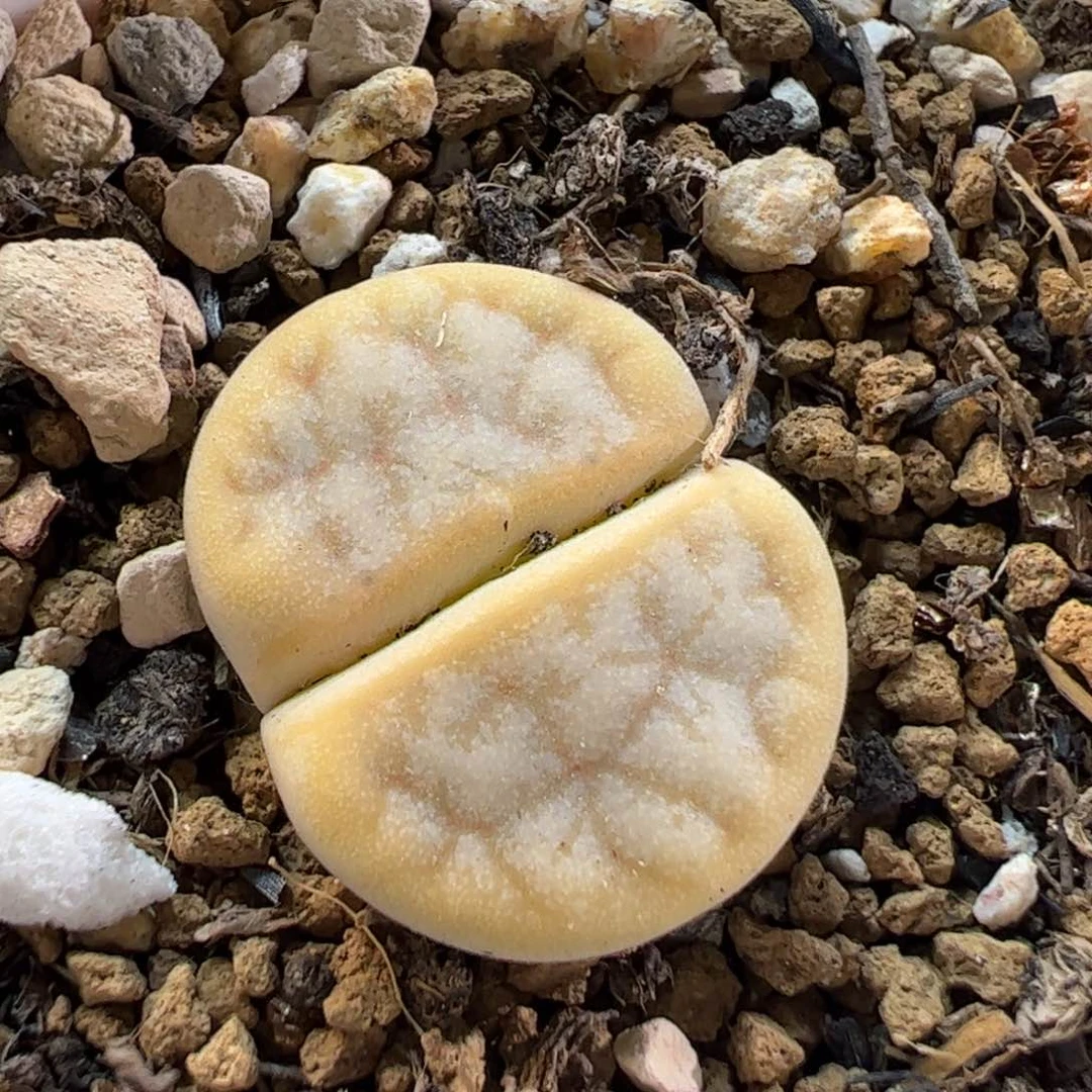 170143多肉植物百科