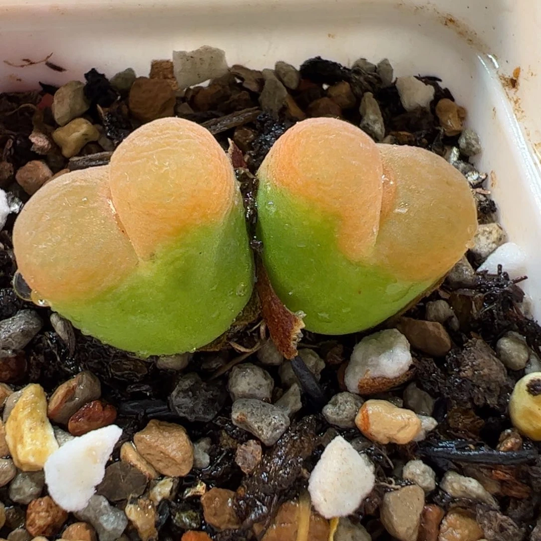 19036多肉植物百科
