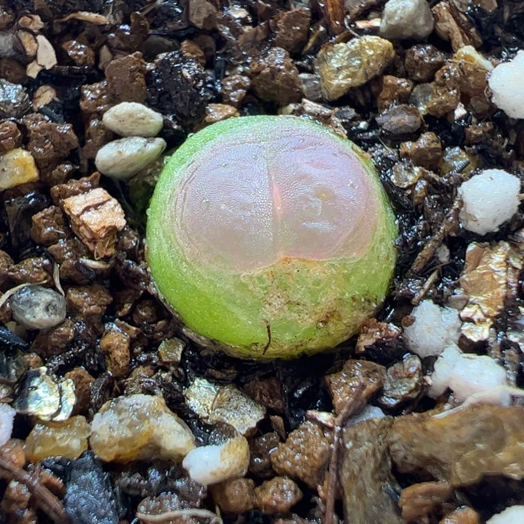 18083多肉植物百科