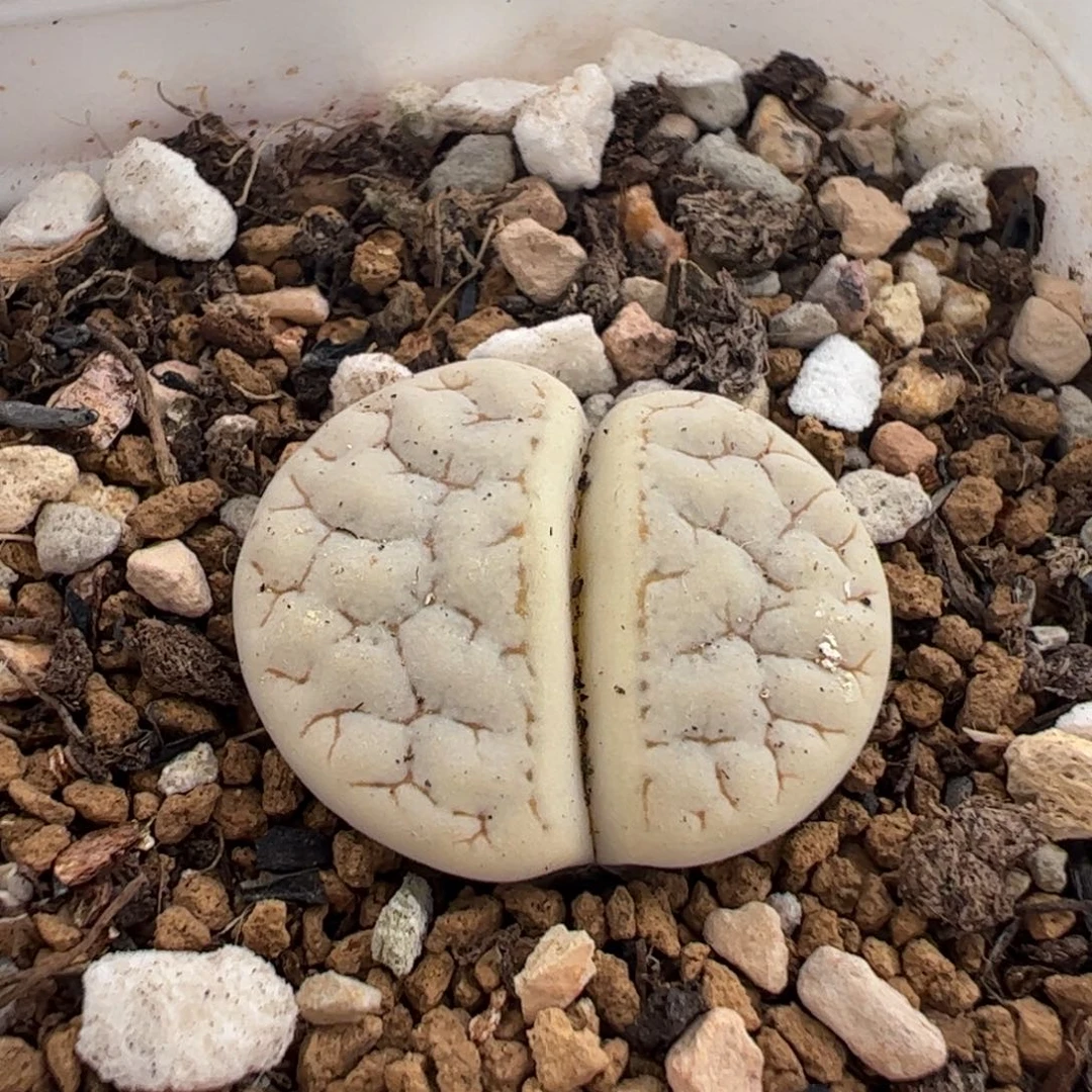 270222多肉植物百科