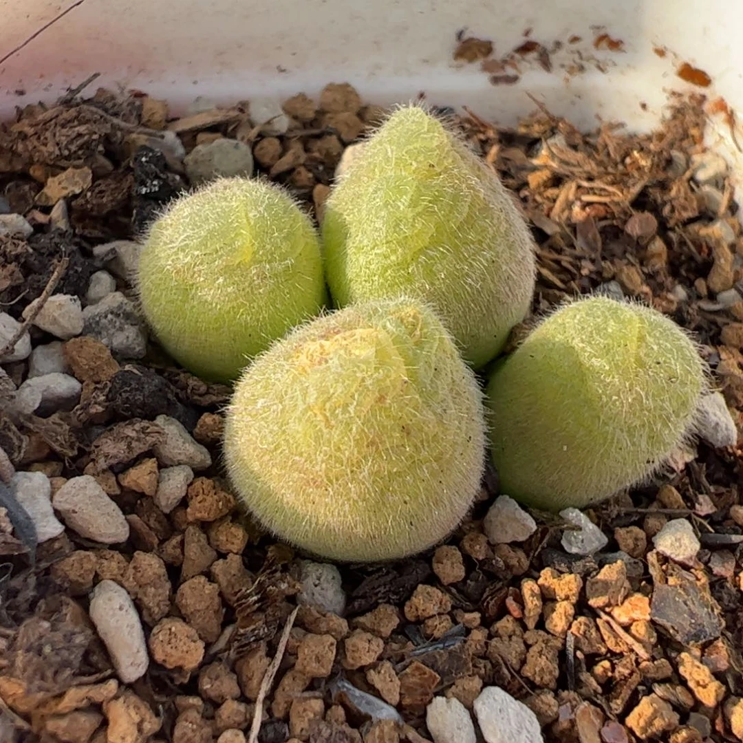 08023多肉植物百科