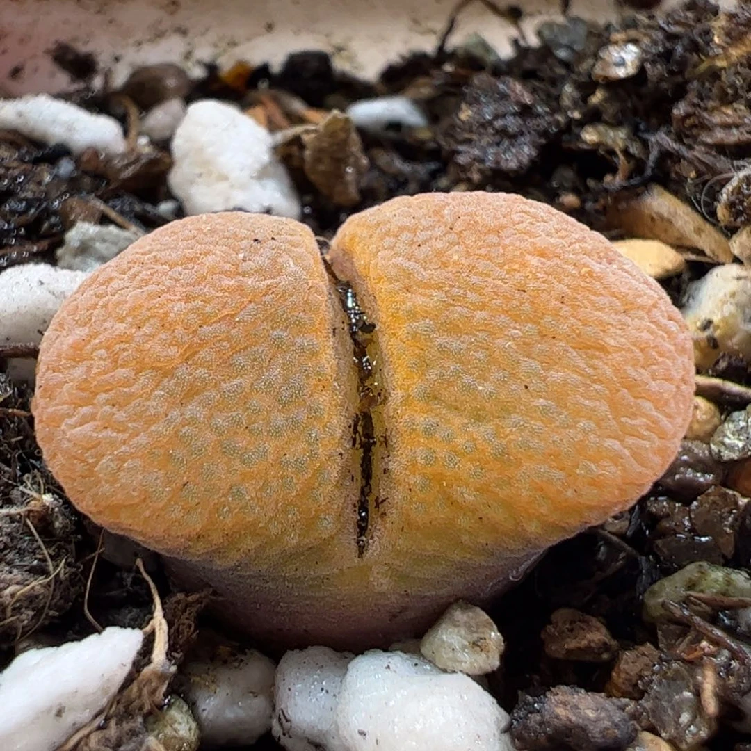 160182多肉植物百科