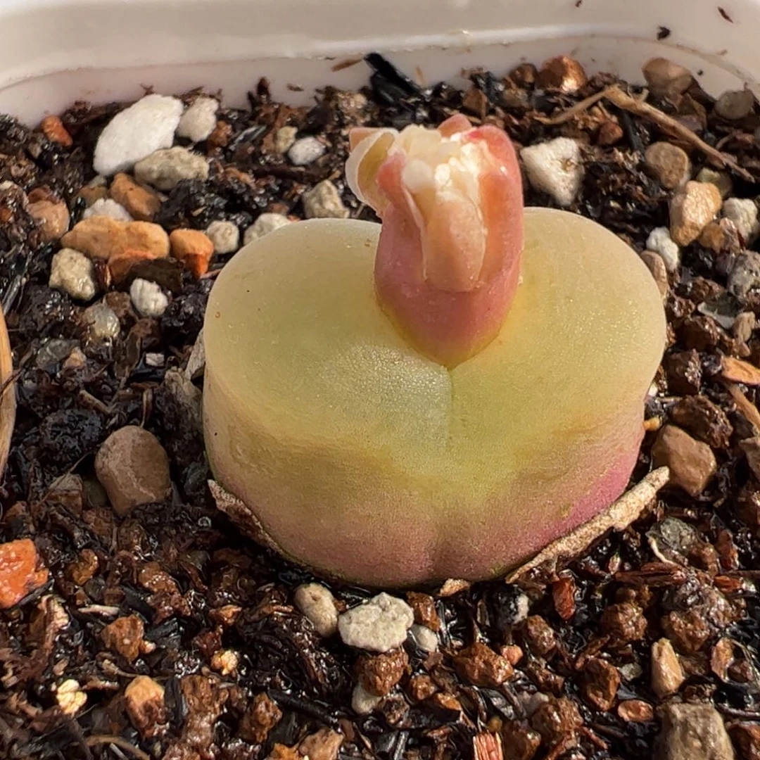 25041多肉植物百科