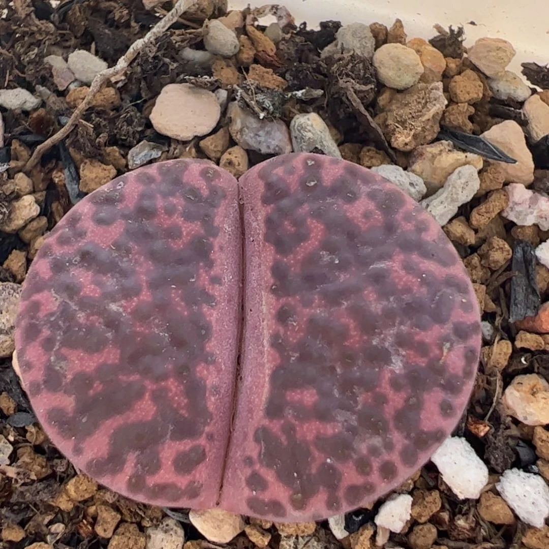 247多肉植物百科知识