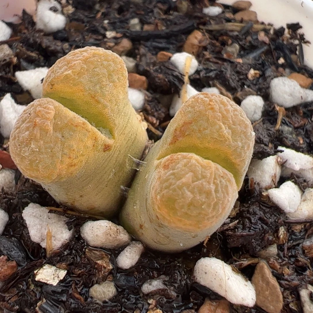 507多肉植物百科