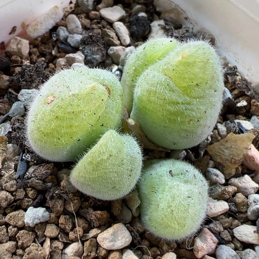 2407多肉植物种类