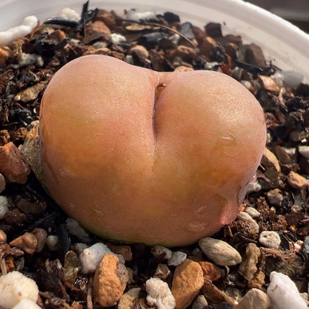 25076多肉植物百科