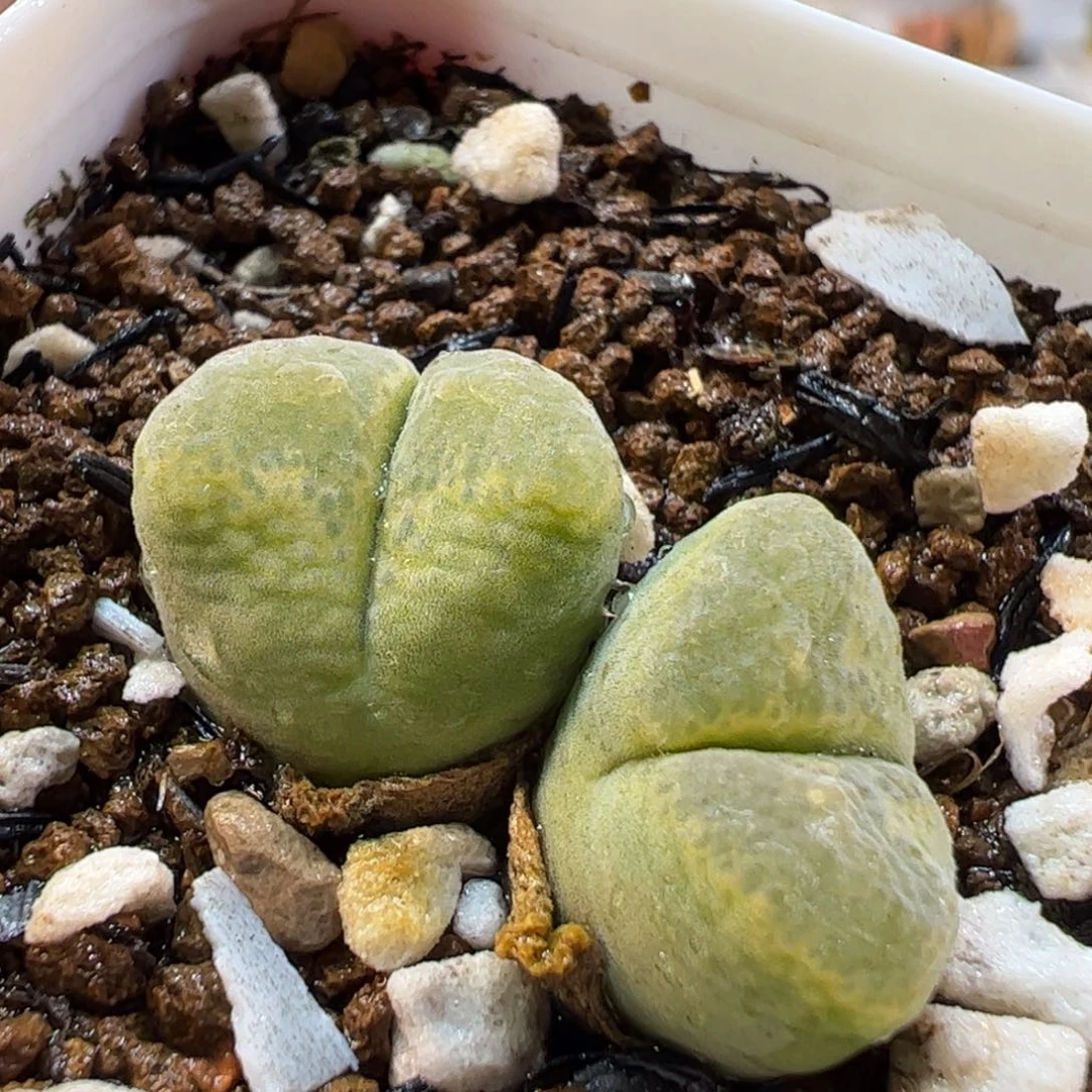270191多肉植物百科