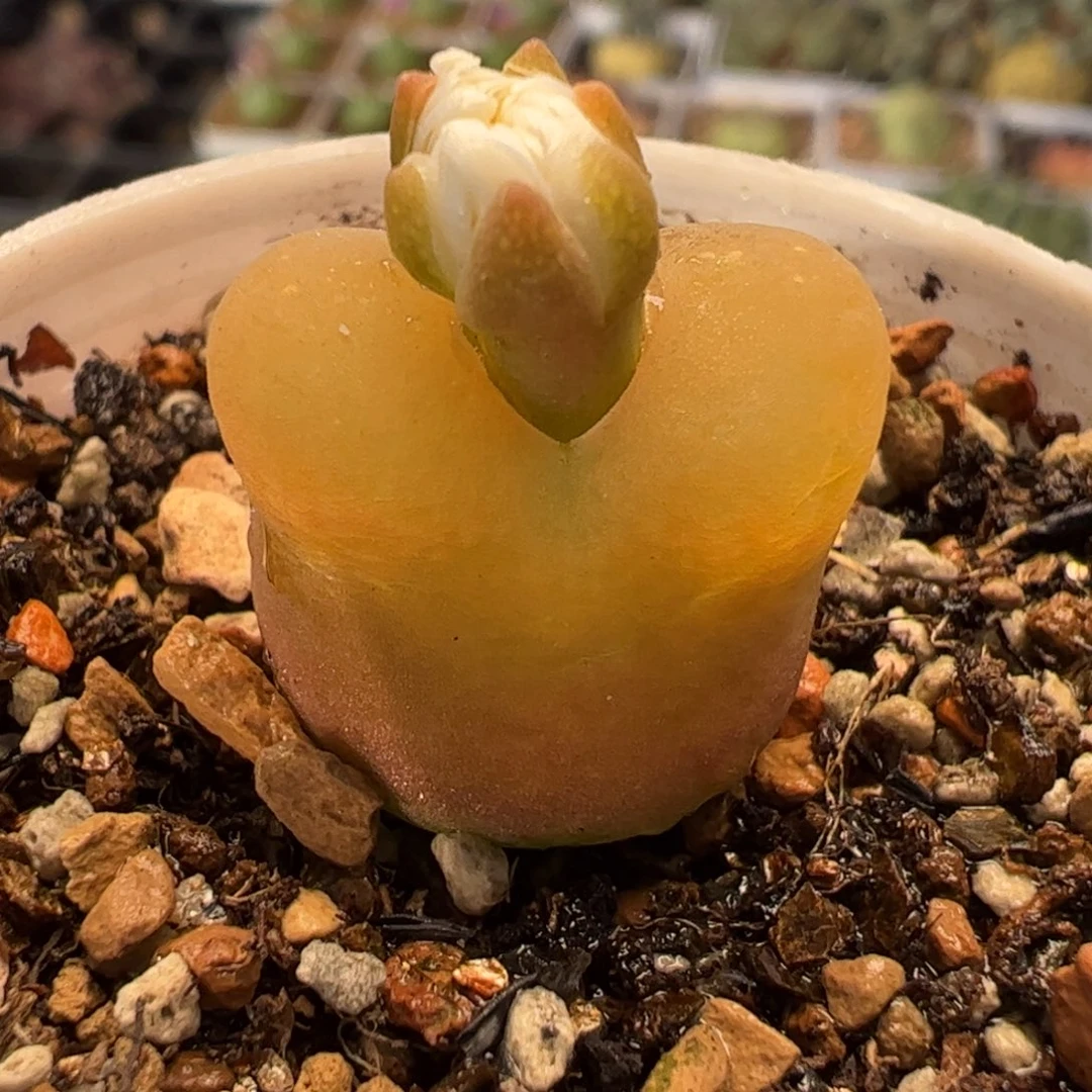 2007多肉植物百科