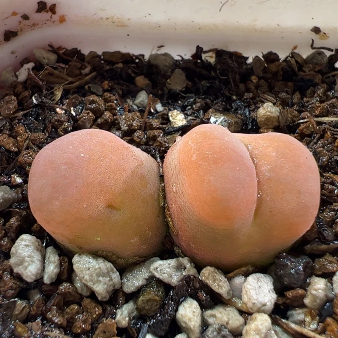 26059多肉植物百科