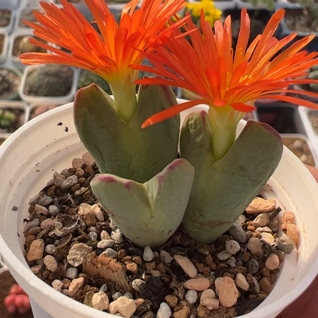 232多肉植物百科