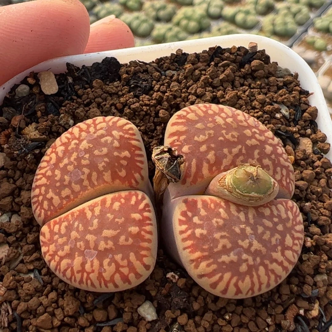 魏*2255多肉植物百科