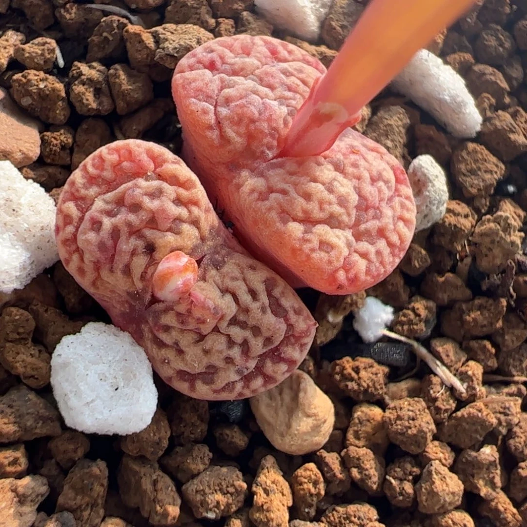 25072多肉植物百科