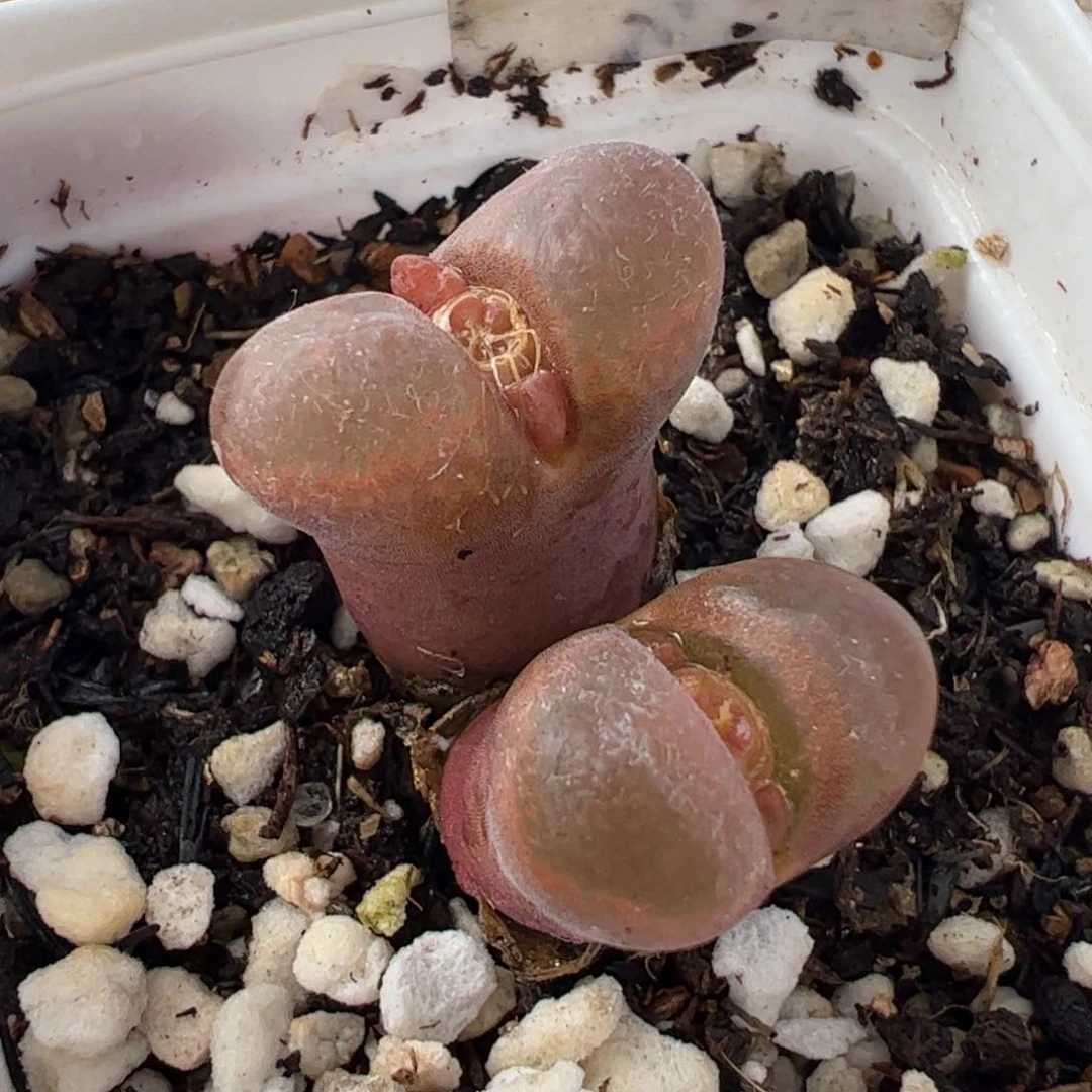 290100多肉植物百科