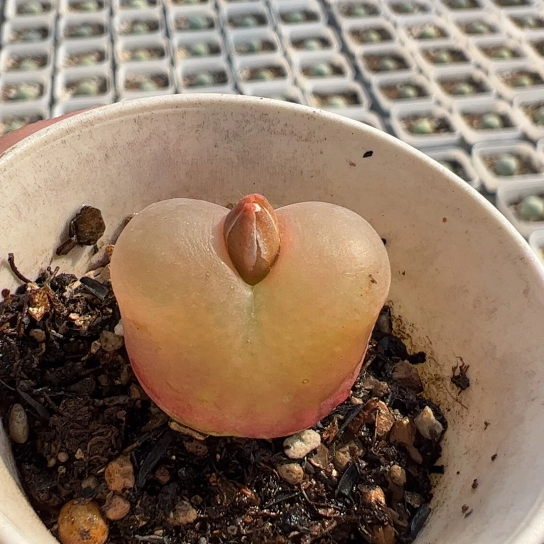 26084多肉植物百科