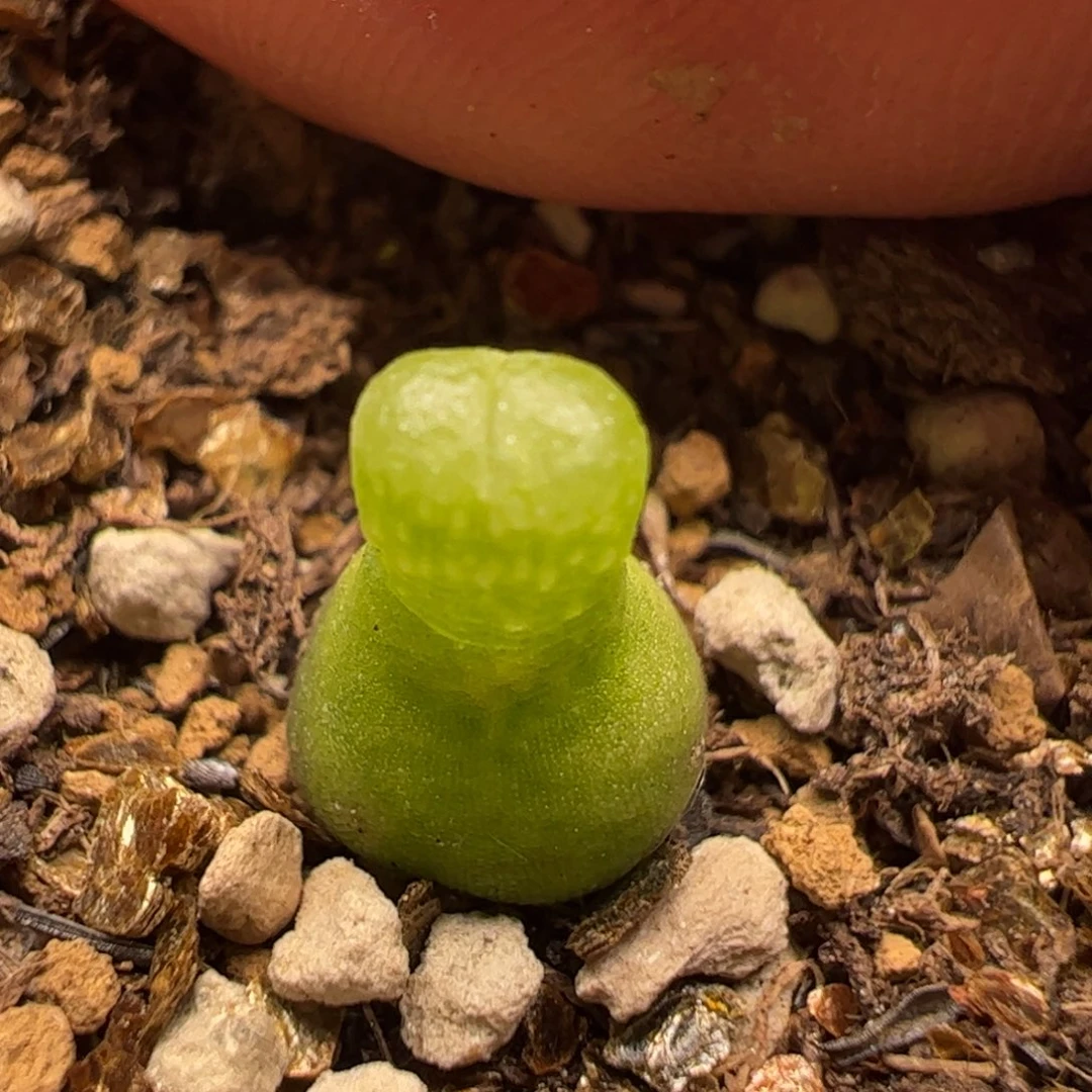 318多肉植物百科