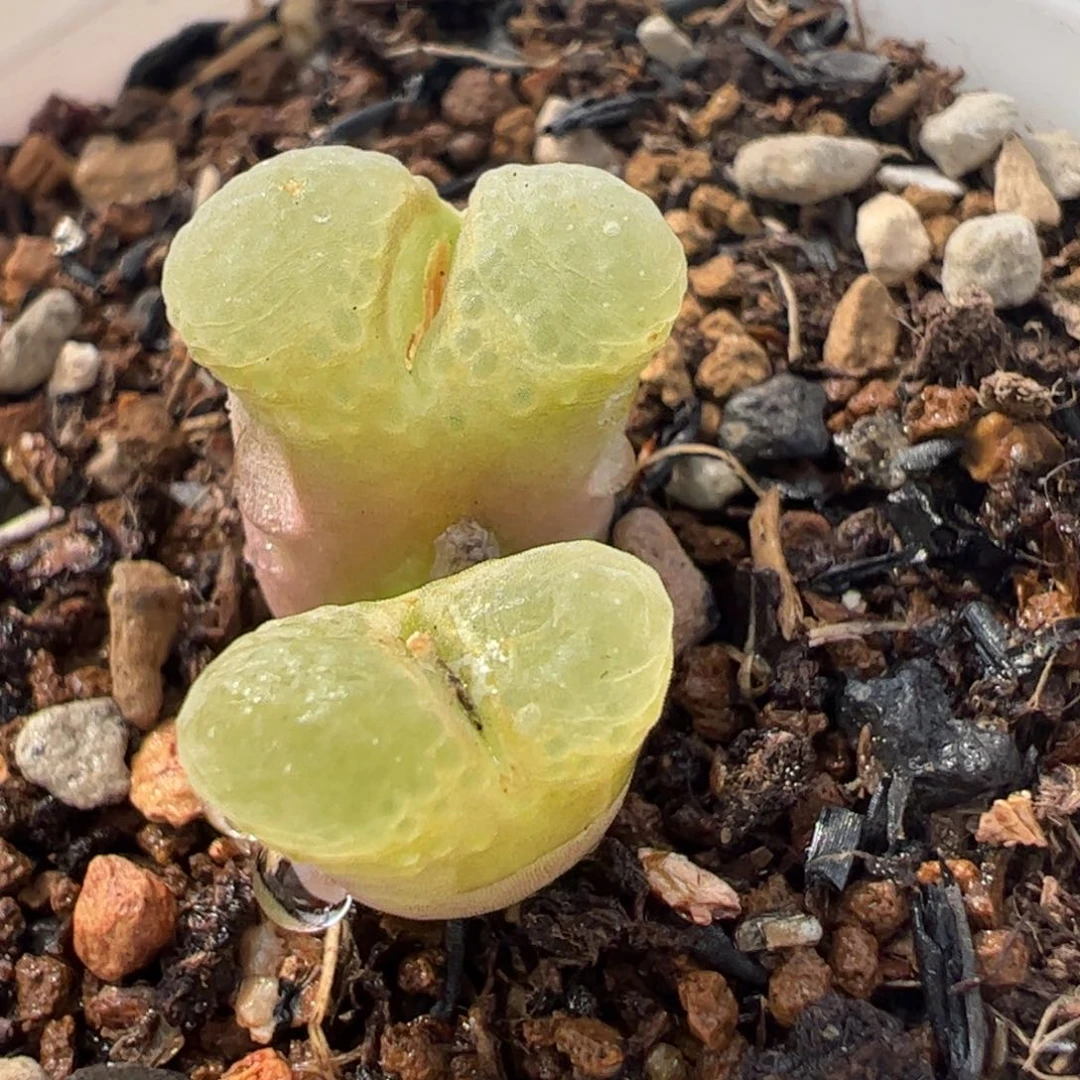 26140多肉植物百科